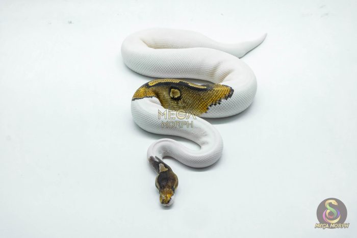 6193-2-1.jpg 6193 1.0 CINNAMON PINTO PIED PARADOX - Image 2