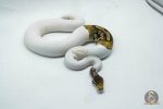 6193 1.0 CINNAMON PINTO PIED PARADOX - Image 3