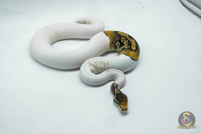 6193-3-1.jpg 6193 1.0 CINNAMON PINTO PIED PARADOX - Image 3