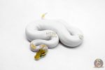 6197 1.0 MOJAVE YB PASTEL PIED