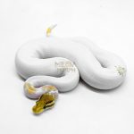 6197 1.0 MOJAVE YB PASTEL PIED