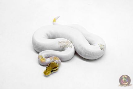 6197 1.0 MOJAVE YB PASTEL PIED