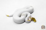 6197 1.0 MOJAVE YB PASTEL PIED - Image 2