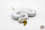 6197 1.0 MOJAVE YB PASTEL PIED - Image 3