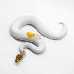 6201 1.0 OD YB MOJAVE PIED