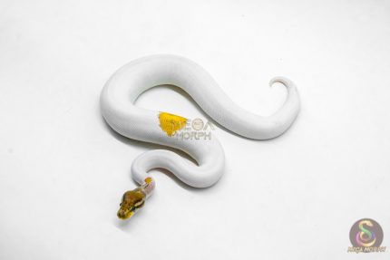 6201 1.0 OD YB MOJAVE PIED
