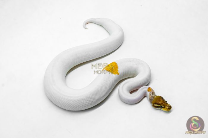 6201 1.0 OD YB MOJAVE PIED - Image 2