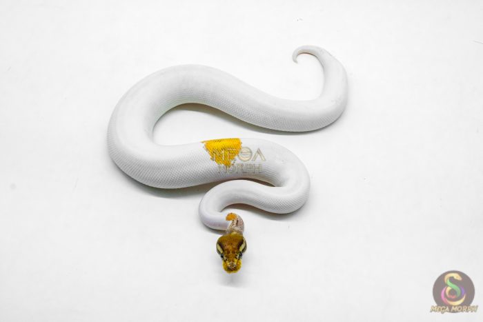 6201 1.0 OD YB MOJAVE PIED - Image 3