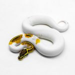 6202 1.0 OD YB PASTEL PIED