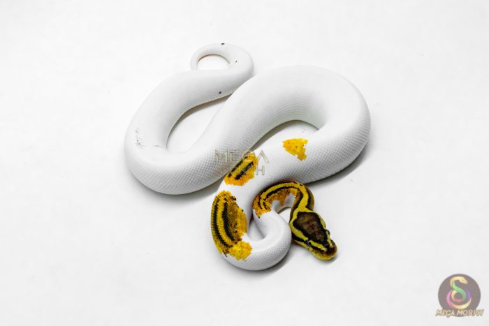 6202-2-1.jpg 6202 1.0 OD YB PASTEL PIED - Image 2