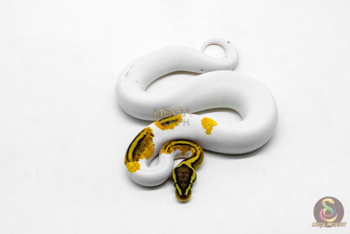 6202-3-1.jpg 6202 1.0 OD YB PASTEL PIED - Image 3