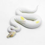6203 1.0 IVORY PIED P.OD