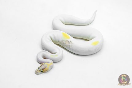 6203 1.0 IVORY PIED P.OD