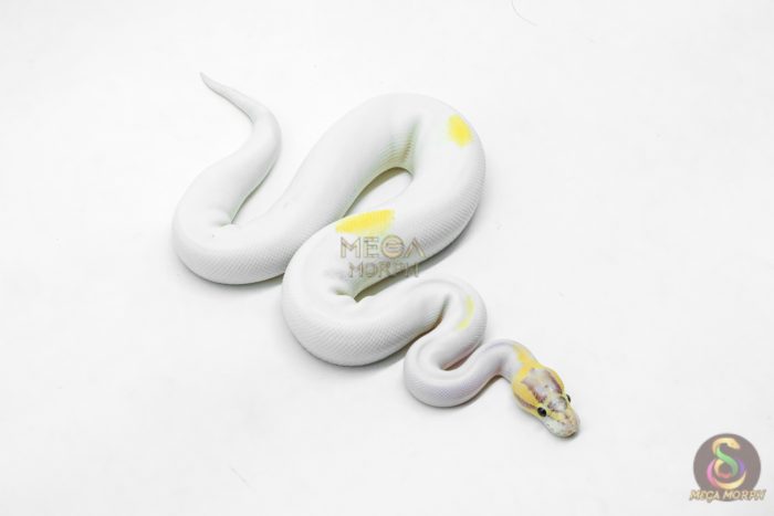 6203-2-1.jpg 6203 1.0 IVORY PIED P.OD - Image 2