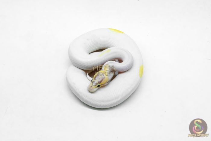 6203-3-1.jpg 6203 1.0 IVORY PIED P.OD - Image 3