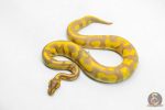 6205 1.0 BANANA LEO ENCHI BH H.CLOWN (FMK)