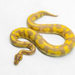 6205 1.0 BANANA LEO ENCHI BH H.CLOWN (FMK)