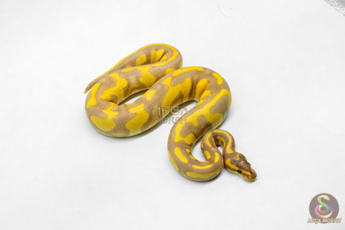 6205 1.0 BANANA LEO ENCHI BH H.CLOWN (FMK) - Image 2