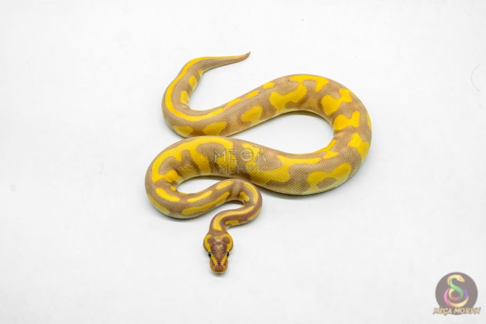 6205 1.0 BANANA LEO ENCHI BH H.CLOWN (FMK) - Image 3