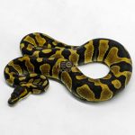 6206 1.0 ENCHI BH H.CLOWN