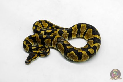 6206 1.0 ENCHI BH H.CLOWN