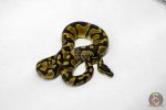 6206 1.0 ENCHI BH H.CLOWN - Image 2