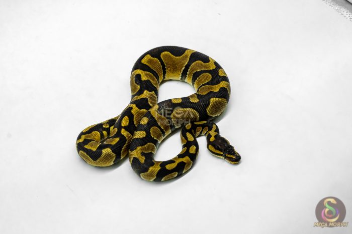 6206-2-1.jpg 6206 1.0 ENCHI BH H.CLOWN - Image 2