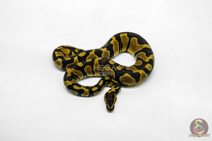 6206-3-1.jpg 6206 1.0 ENCHI BH H.CLOWN - Image 3