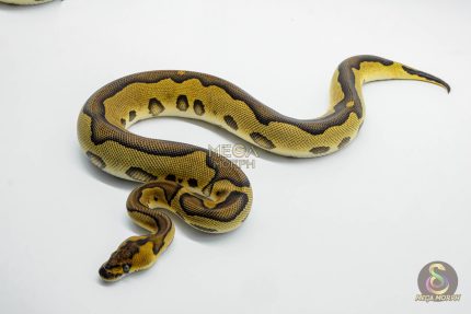 6207 0.1 BH LEO ENCHI CLOWN