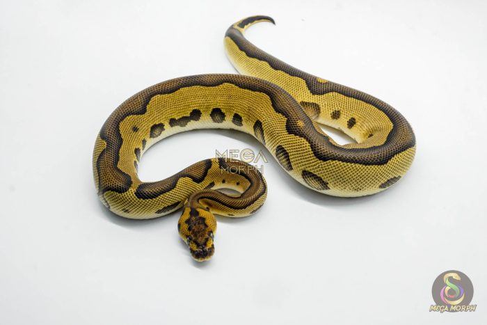 6207-2-1.jpg 6207 0.1 BH LEO ENCHI CLOWN - Image 2