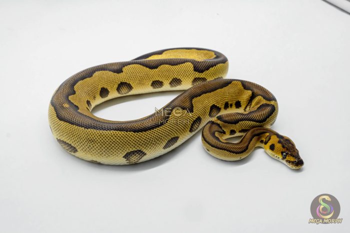 6207-3-1.jpg 6207 0.1 BH LEO ENCHI CLOWN - Image 3