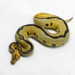 6209 0.1 RS LEO FIRE BLADE CLOWN