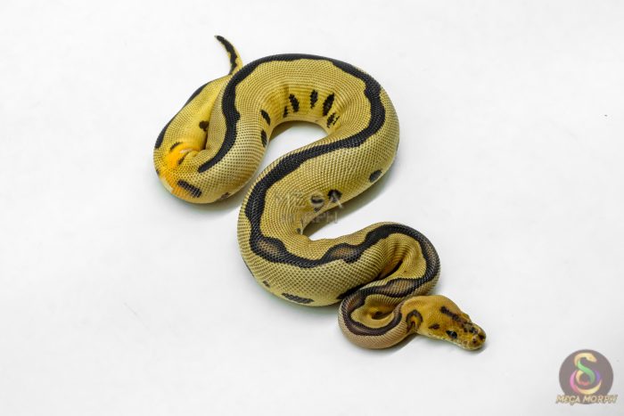 6209-2-1.jpg 6209 0.1 RS LEO FIRE BLADE CLOWN - Image 2