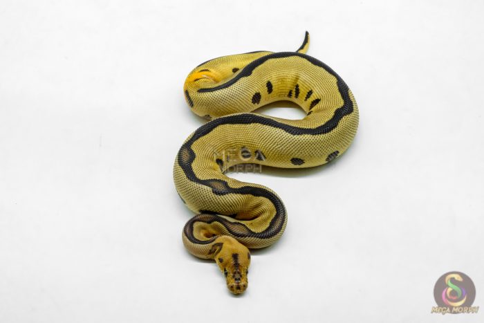 6209-3-1.jpg 6209 0.1 RS LEO FIRE BLADE CLOWN - Image 3