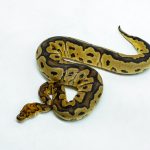 6210 0.1 RS BLADE CLOWN