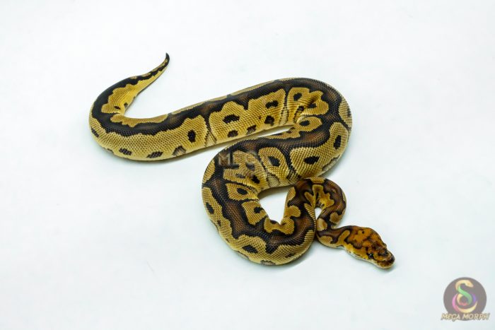 6210-2-1.jpg 6210 0.1 RS BLADE CLOWN - Image 2