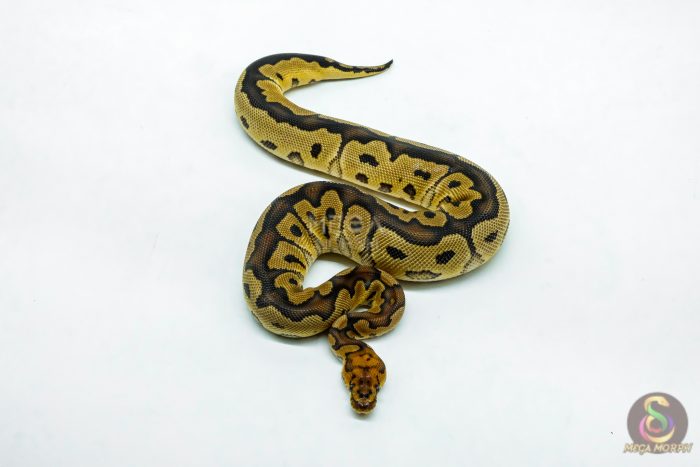 6210-3-1.jpg 6210 0.1 RS BLADE CLOWN - Image 3