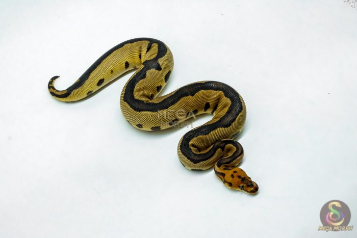 6211-2-1.jpg 6211 1.0 LEO FIRE /RS CLOWN - Image 2