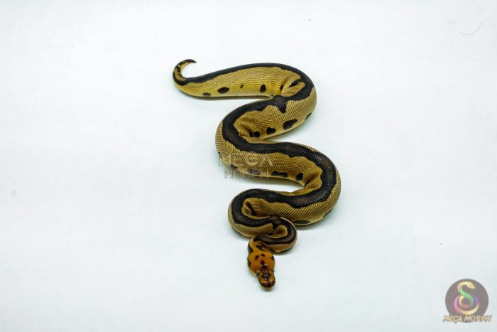 6211-3-1.jpg 6211 1.0 LEO FIRE /RS CLOWN - Image 3