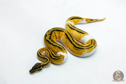 6215 1.0 HI OD YB PASTEL PIED