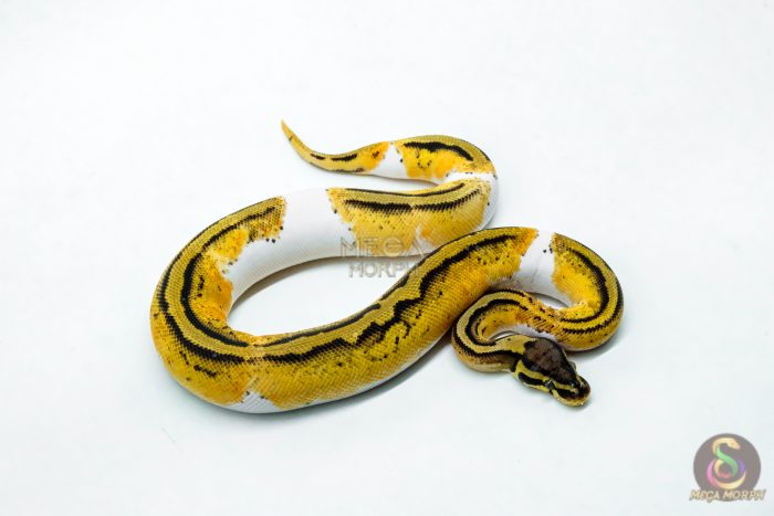 6215-2-1.jpg 6215 1.0 HI OD YB PASTEL PIED - Image 2