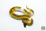 6215 1.0 HI OD YB PASTEL PIED - Image 3