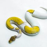 6217 0.1 HI OD MOJAVE ENCHI PIED