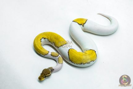 6217 0.1 HI OD MOJAVE ENCHI PIED
