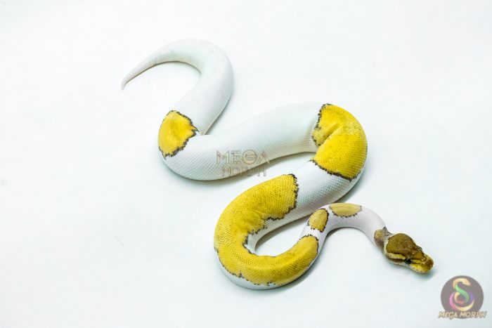 6217-2-1.jpg 6217 0.1 HI OD MOJAVE ENCHI PIED - Image 2