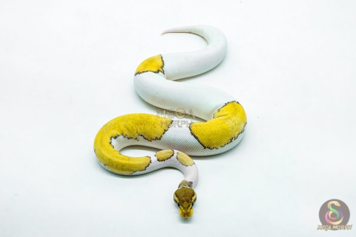 6217-3-1.jpg 6217 0.1 HI OD MOJAVE ENCHI PIED - Image 3