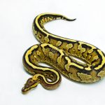 6220 0.1 CHOC SPECTOR ASPHALT 50% H.DG