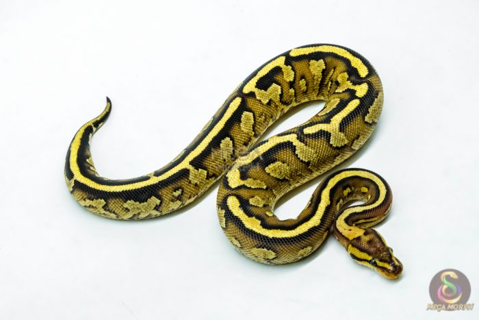 6220-2-1.jpg 6220 0.1 CHOC SPECTOR ASPHALT 50% H.DG - Image 2