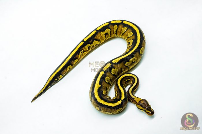 6222-2-1.jpg 6222 0.1 CHOC ASPHALT SPECTOR 50%H.DG - Image 2