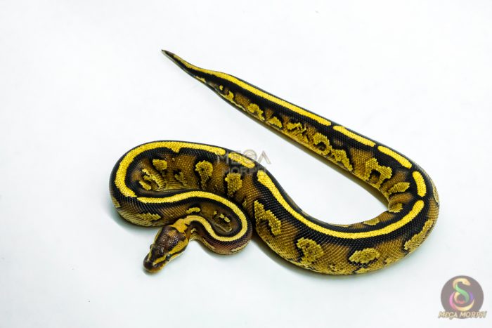 6222-3-1.jpg 6222 0.1 CHOC ASPHALT SPECTOR 50%H.DG - Image 3